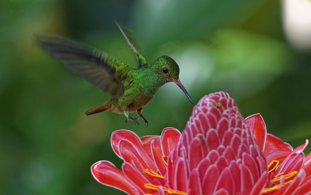 Colibrí verde volando sobre flor de pétalos rojos
