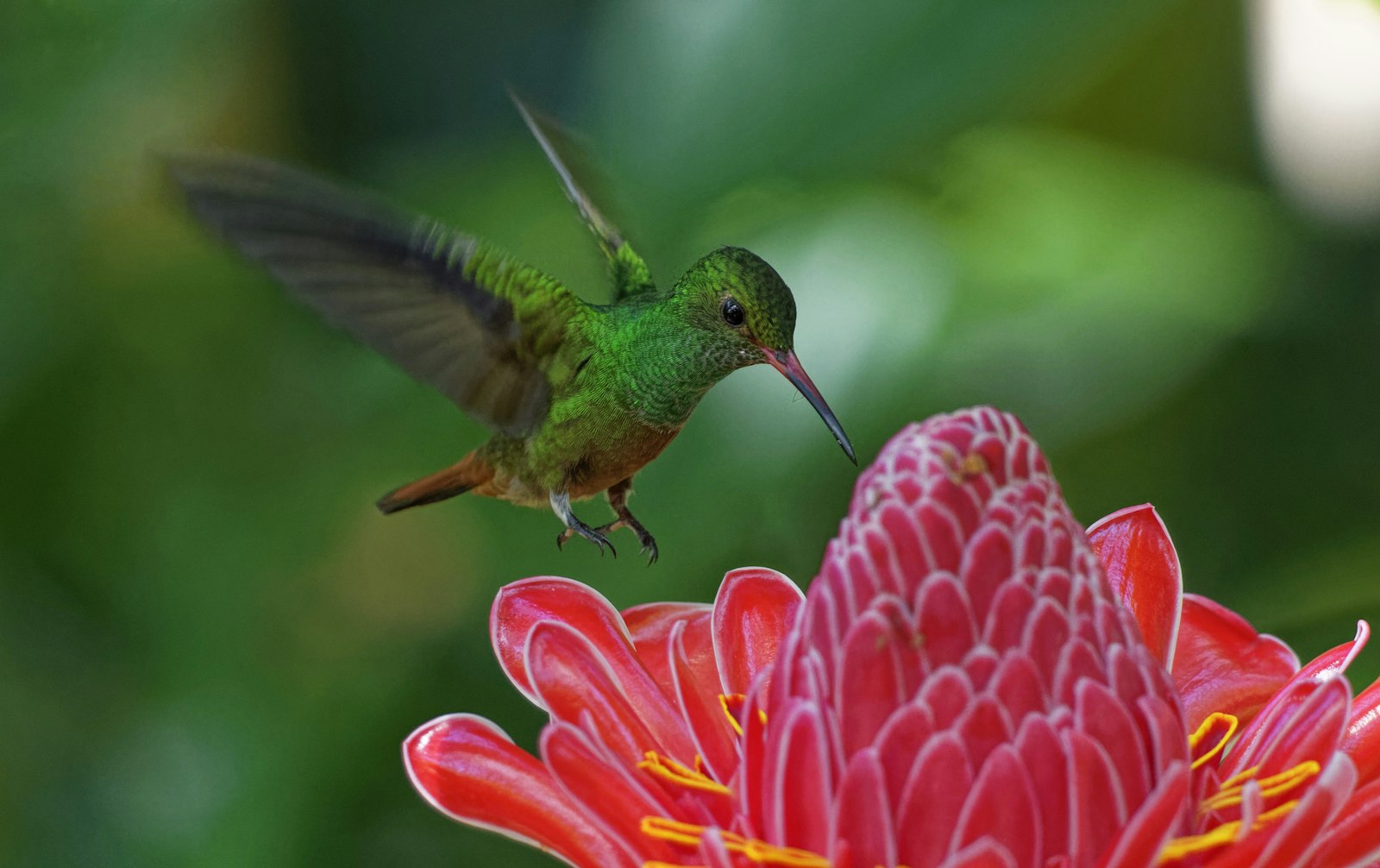 Canon EF 300mm F2.8L IS II USM sample photo. Green hummingbird flying over photography