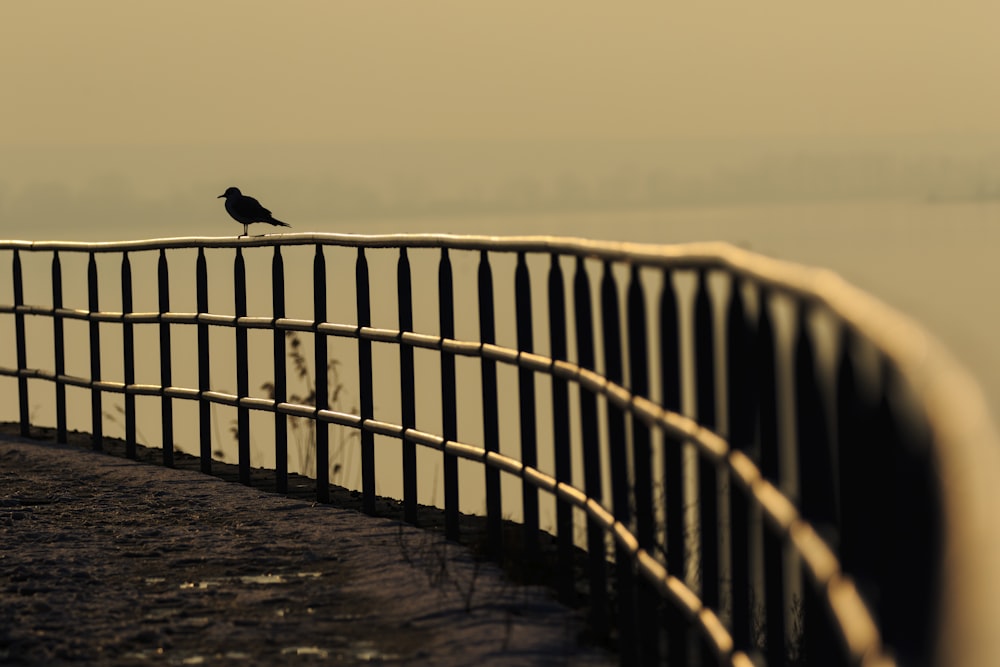 bird perching on fence