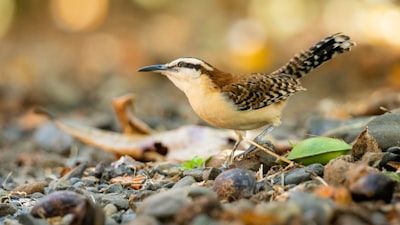 white and brown coated bird