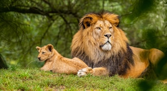 brown lion on green grass field