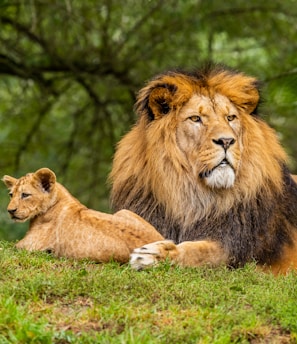 brown lion on green grass field