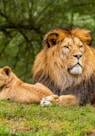 brown lion on green grass field