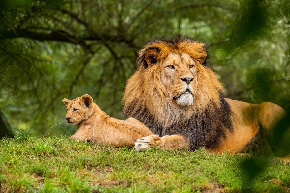 Lion brun sur un champ d’herbe verte