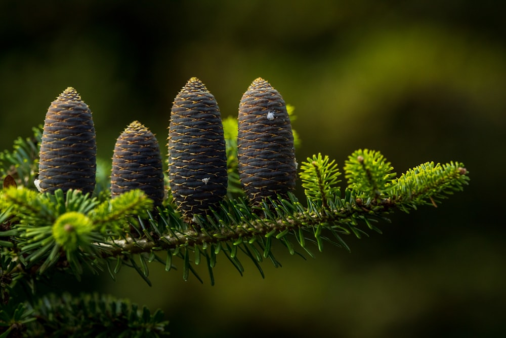 four pine cones