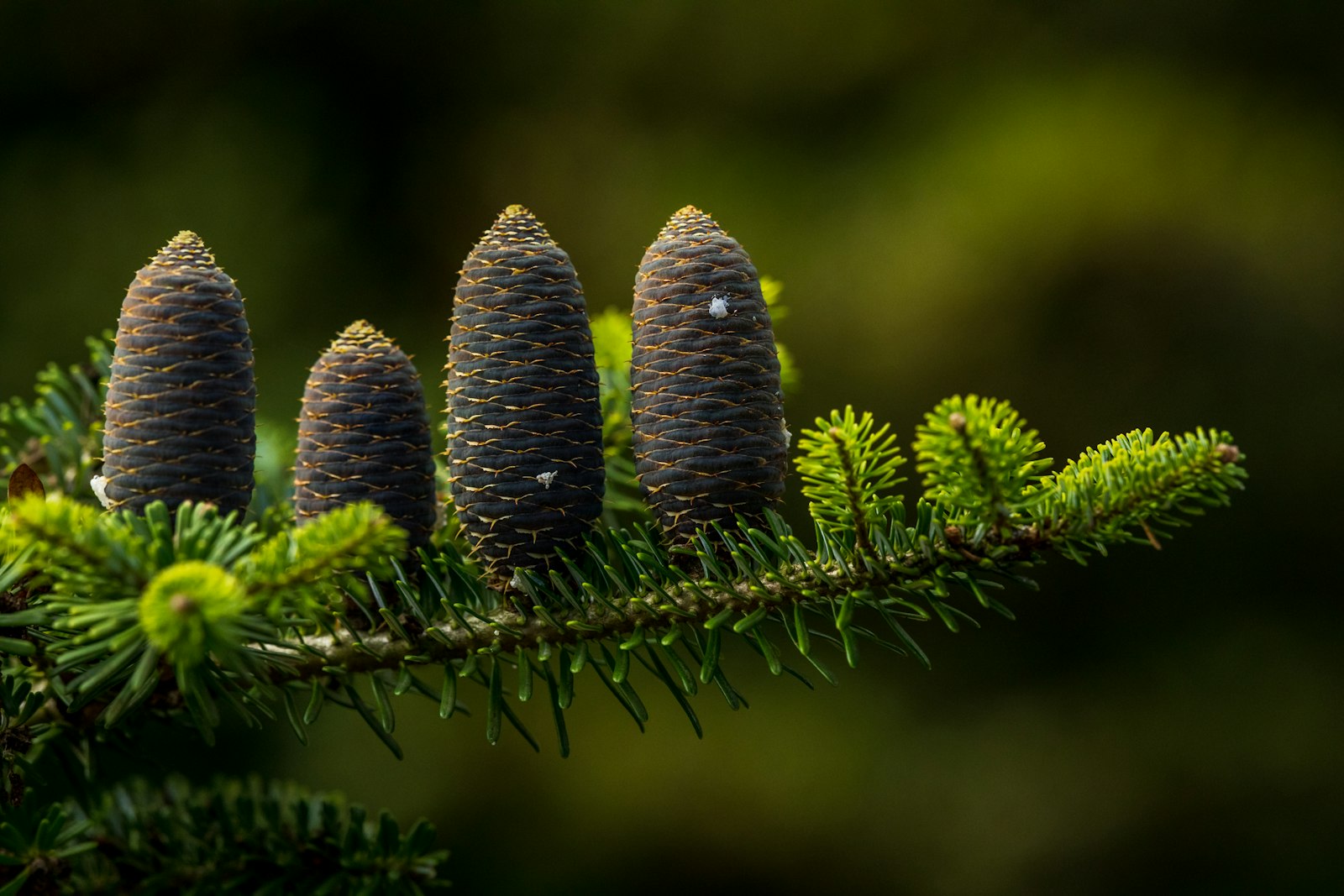 Canon EF 300mm F2.8L IS II USM sample photo. Four pine cones photography