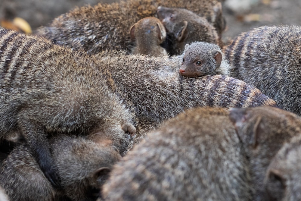 a group of small brown animals standing next to each other