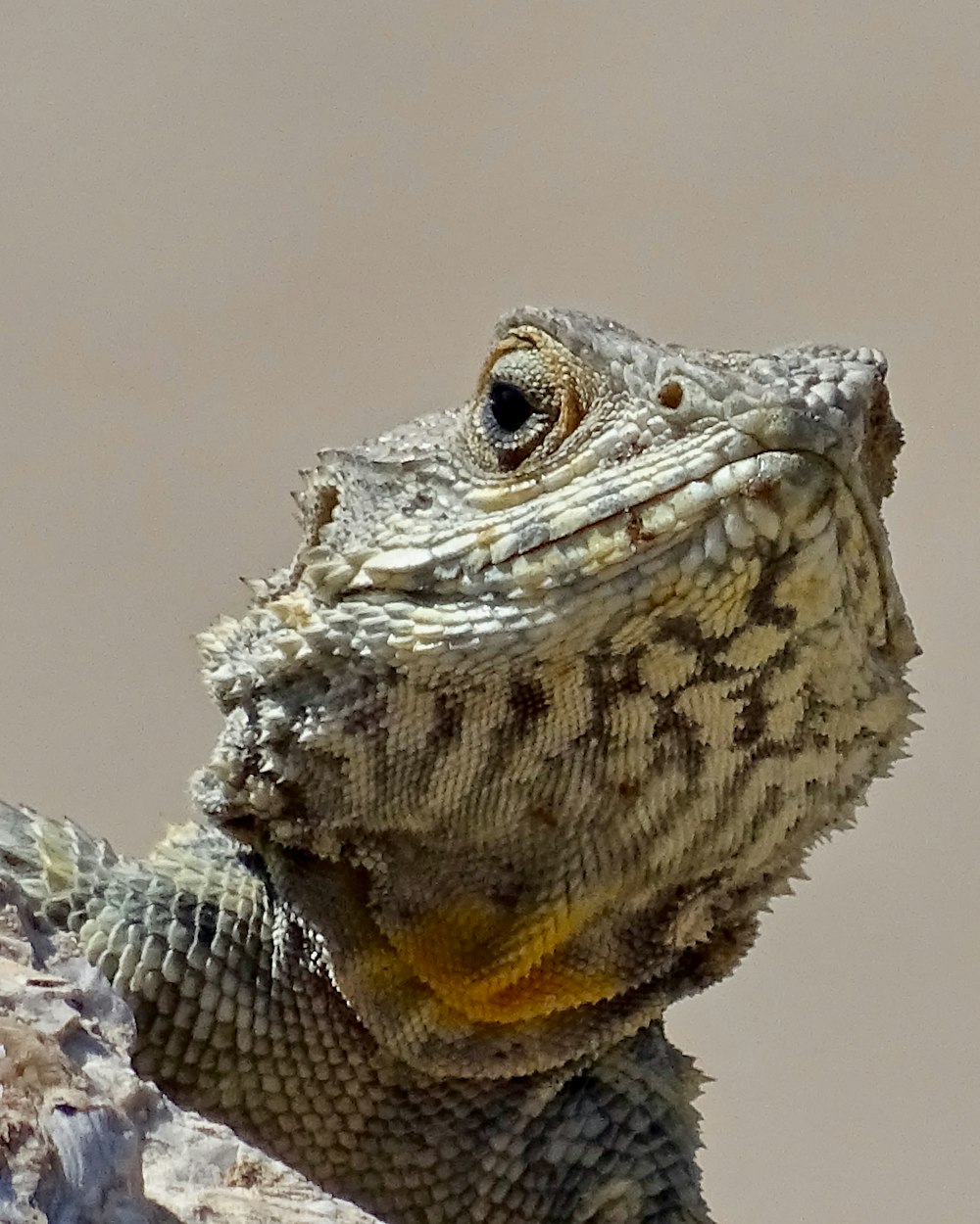 gray bearded dragon