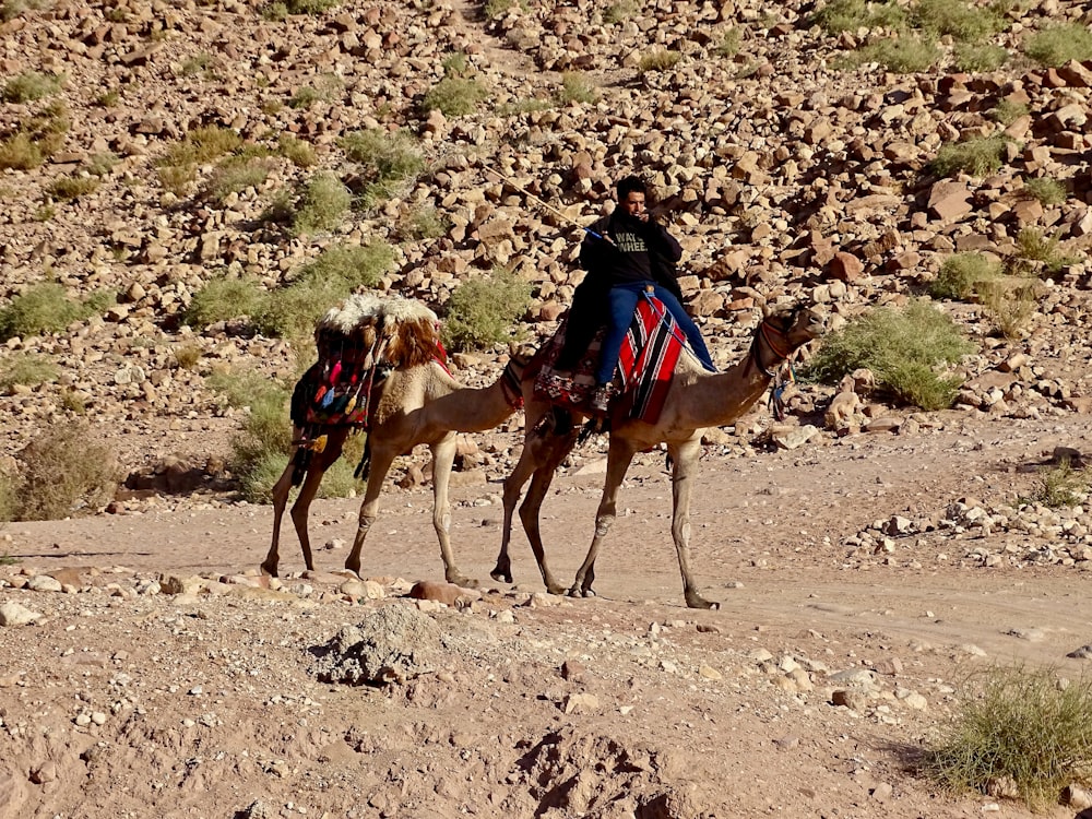 man riding camel on desert