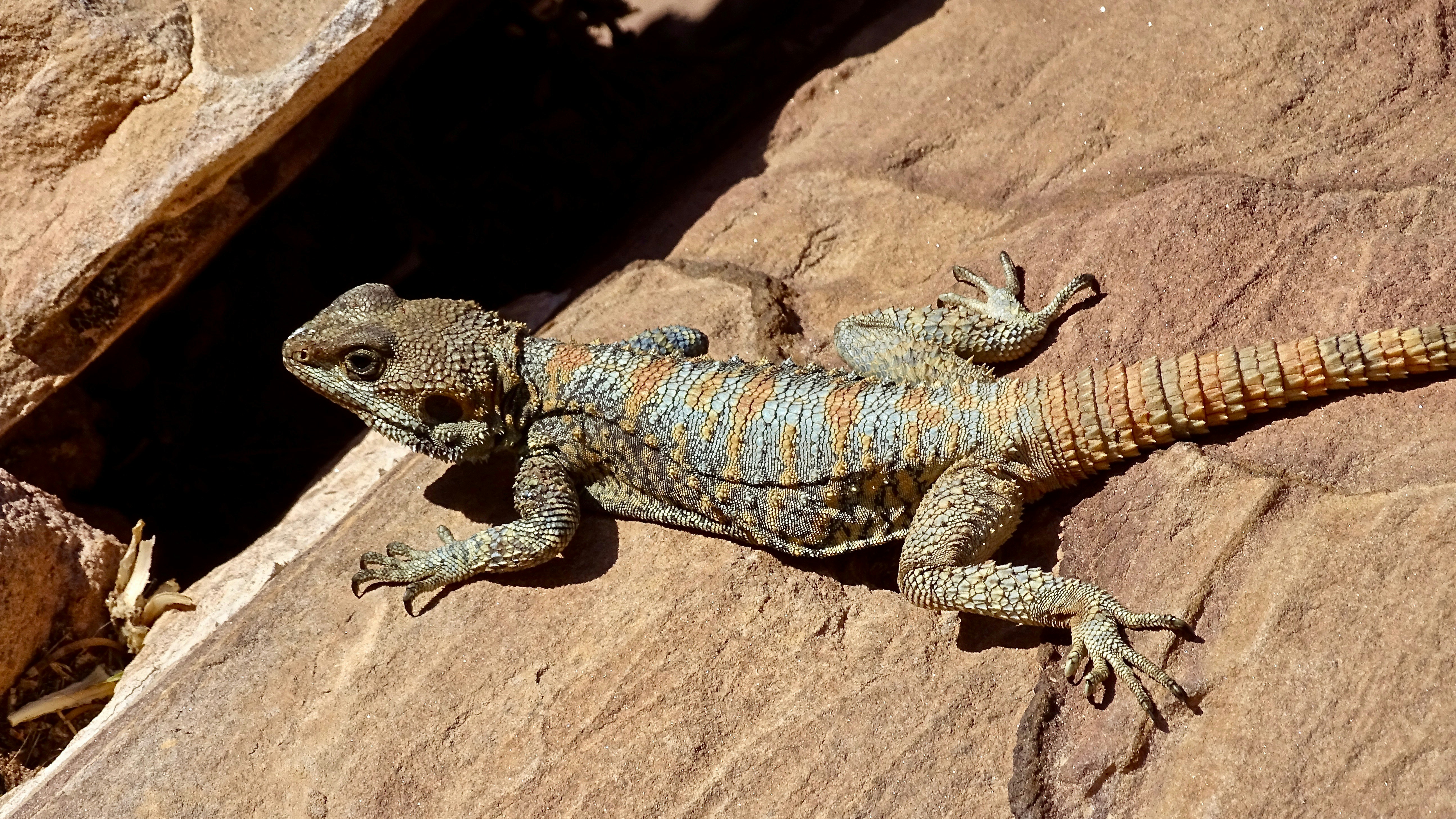 brown and gray bearded dragon on brown rock, Stellagama (lizard) on the rocks, Petra Jordan