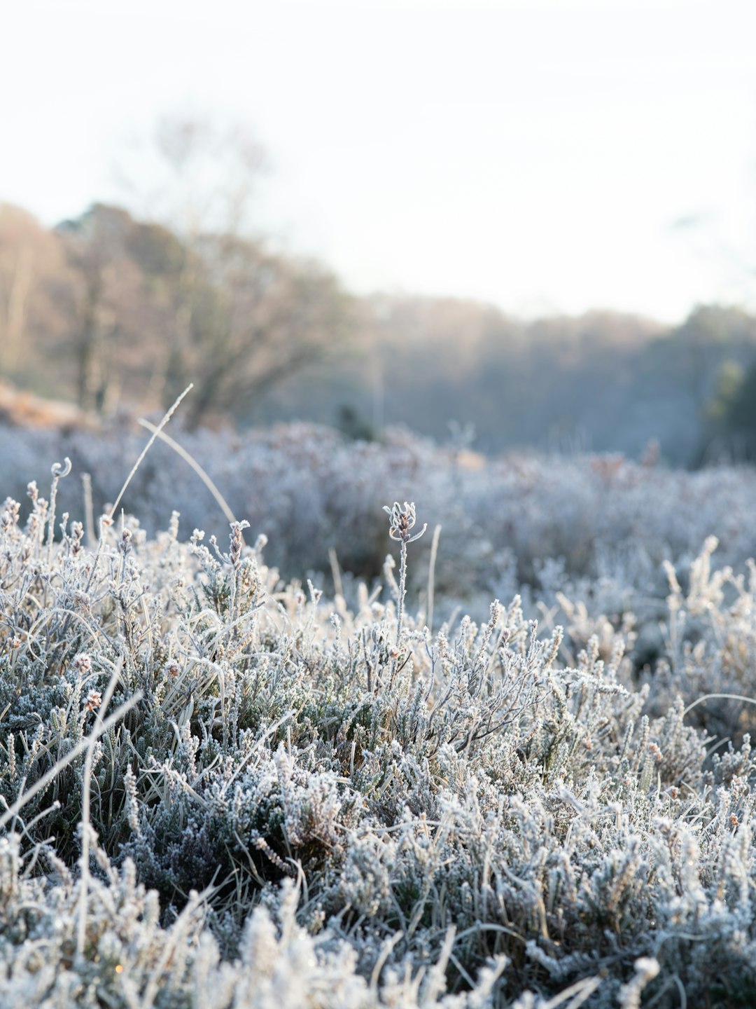 frosty bush plant scenery