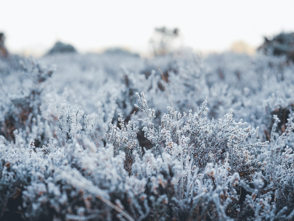 plants under white sky during daytime