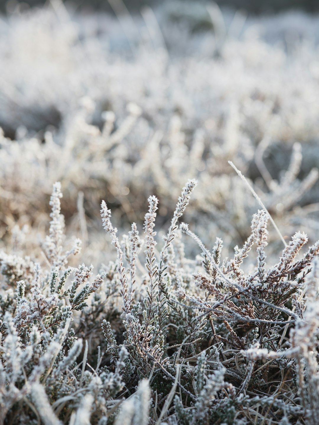 grass covered with snow