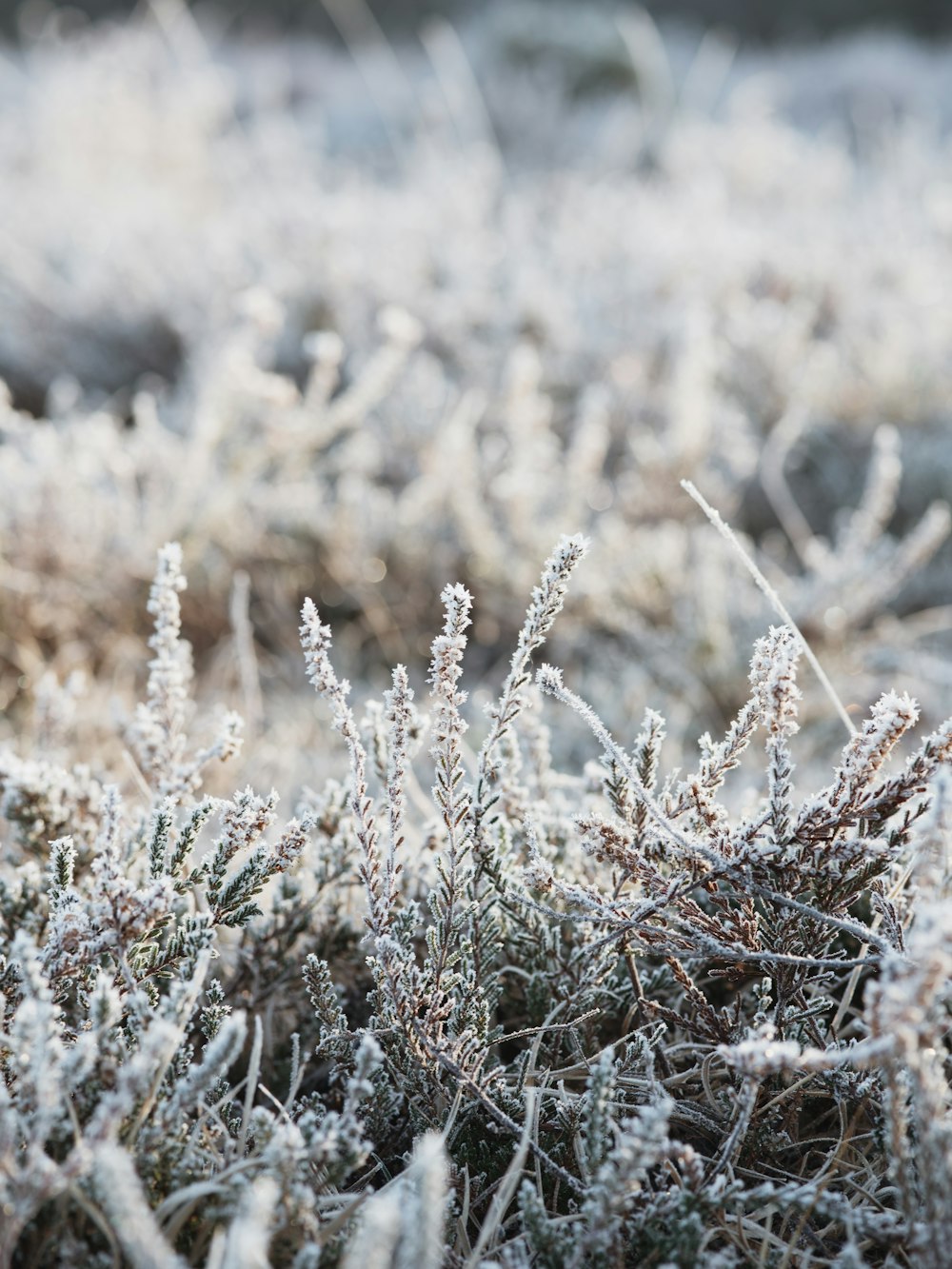 grass covered with snow