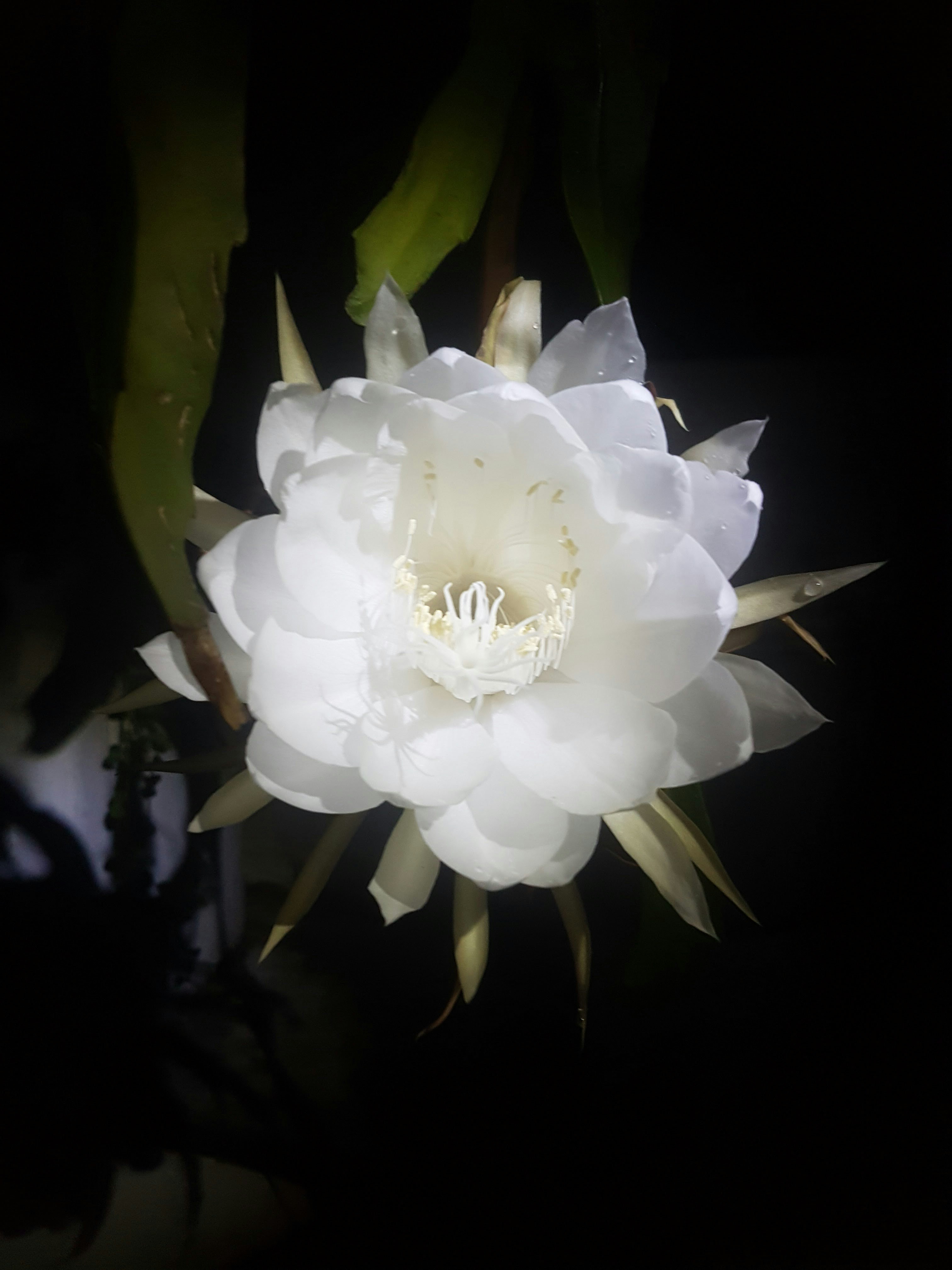Night blooming cactus - A mesmerizing white beauty under the moonlight