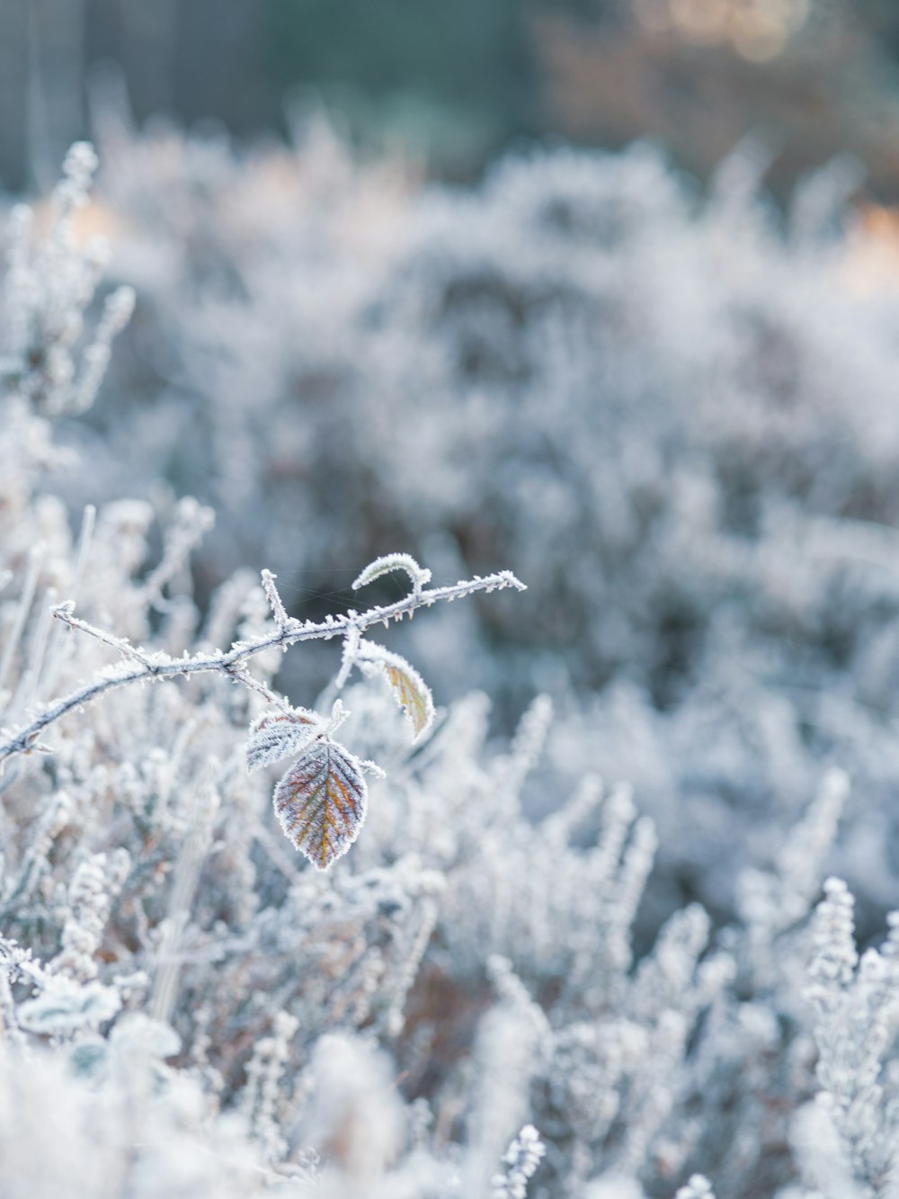 a close up of a plant with frost on it