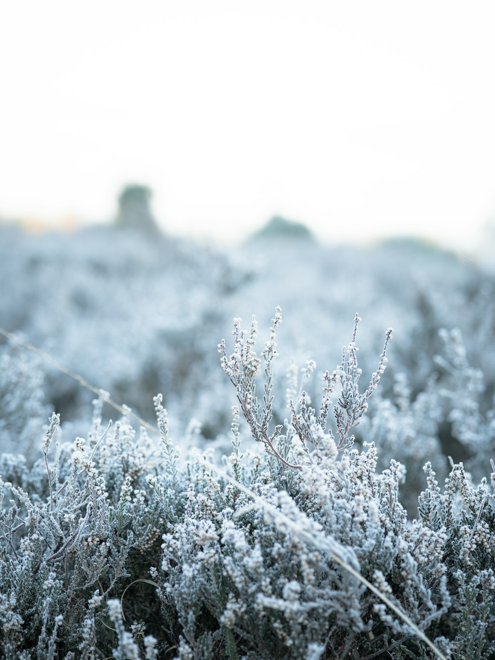 plants during winter