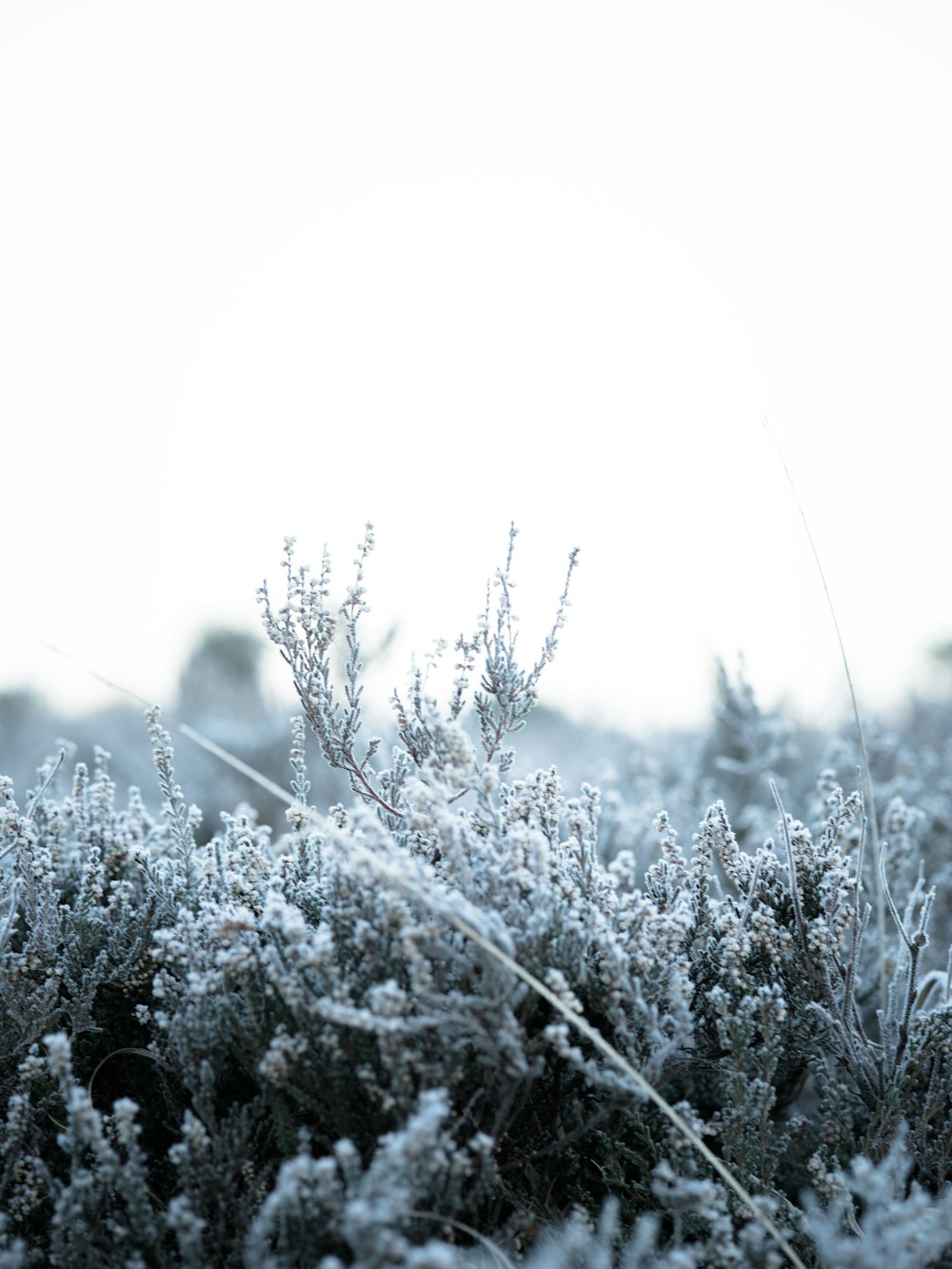 frosty bush plant scenery