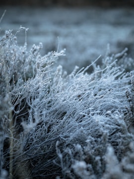 Frost-covered plants extend gracefully across a landscape, with delicate icicles forming intricate patterns among the branches. A muted backdrop enhances the texture and detail of the frozen foliage.