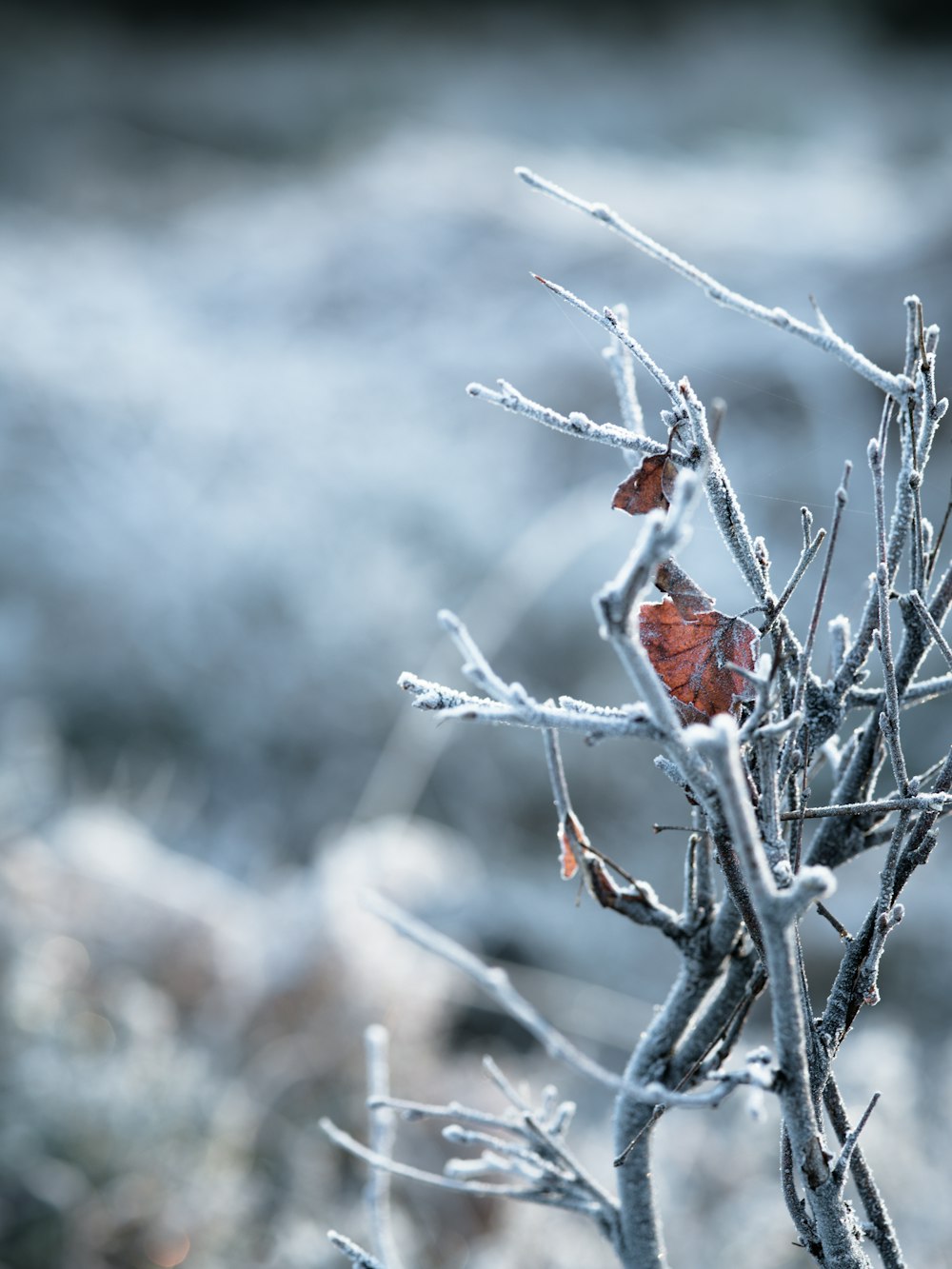 bare plant