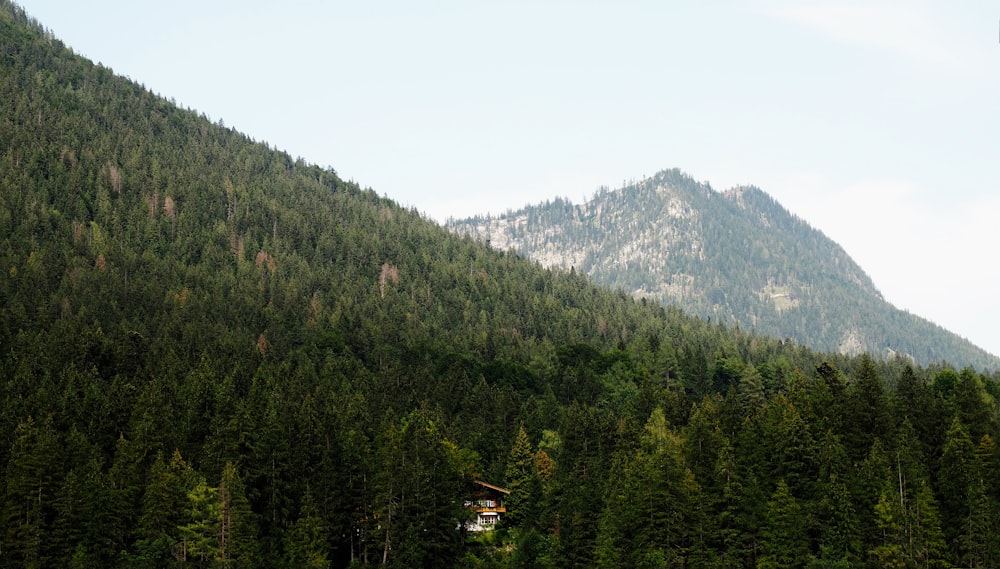 trees on mountains