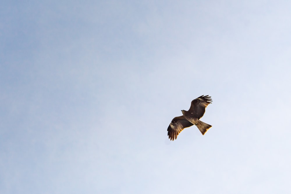 brown bird on mid air