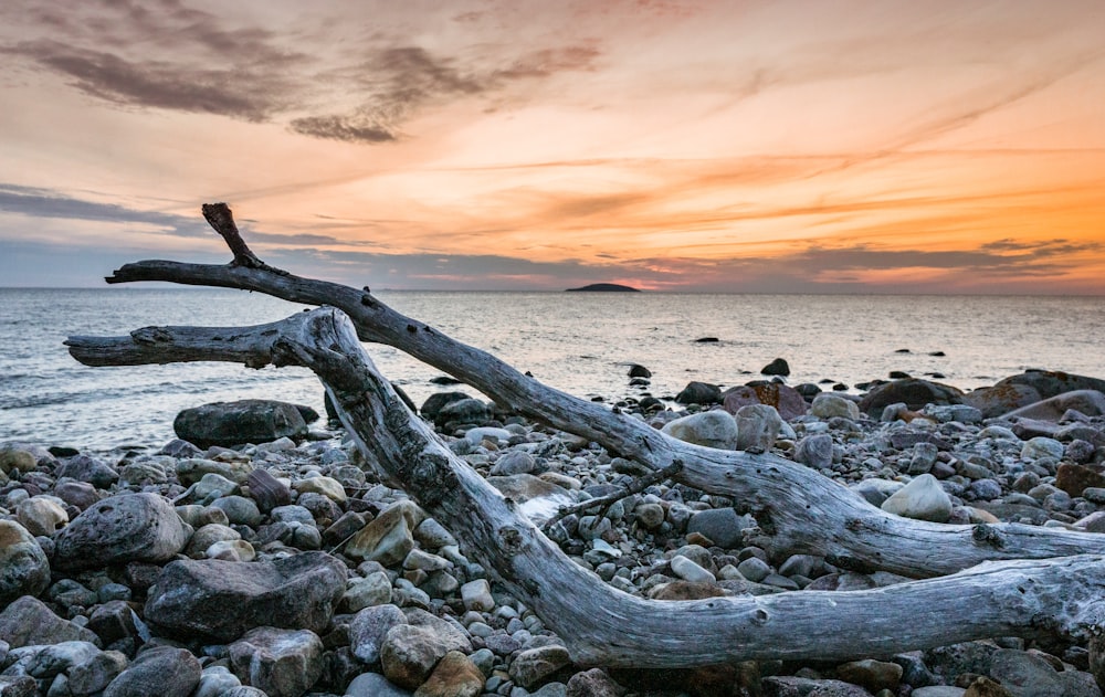 wood drift on shore