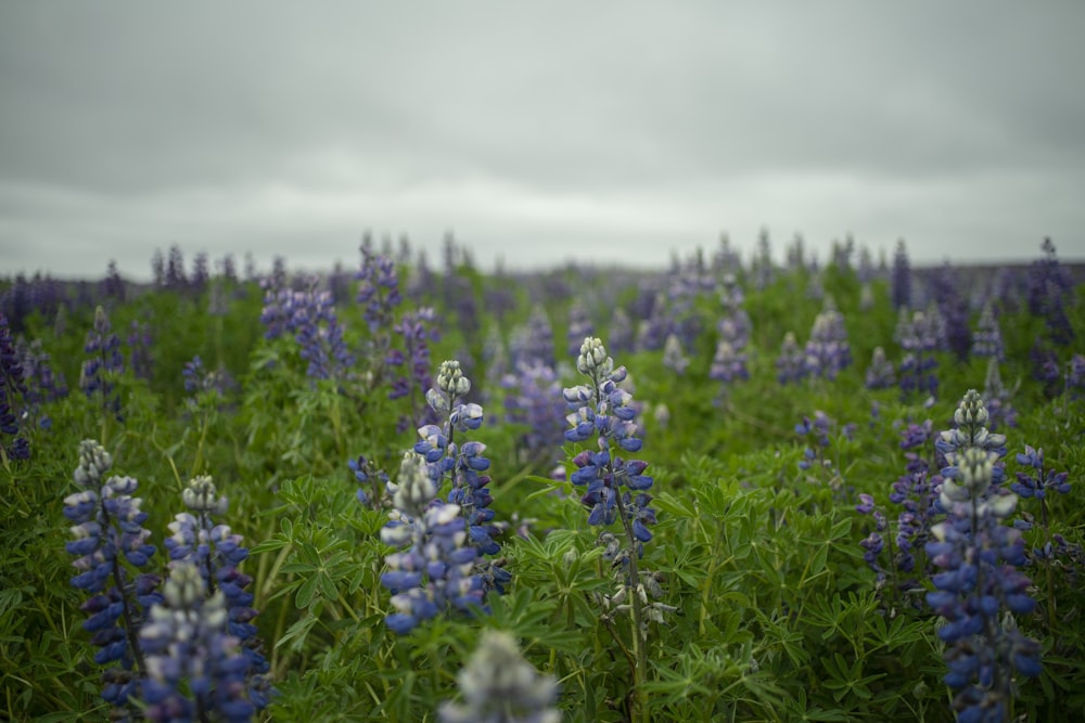 purple flowers in bloom