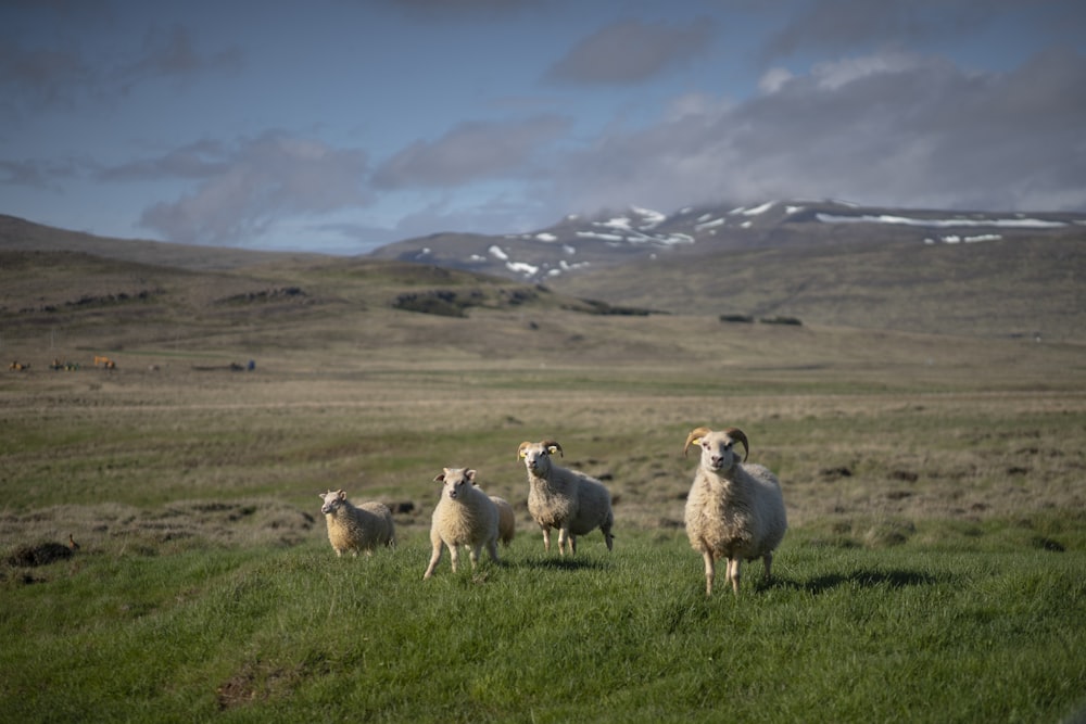 herd of white sheep on field