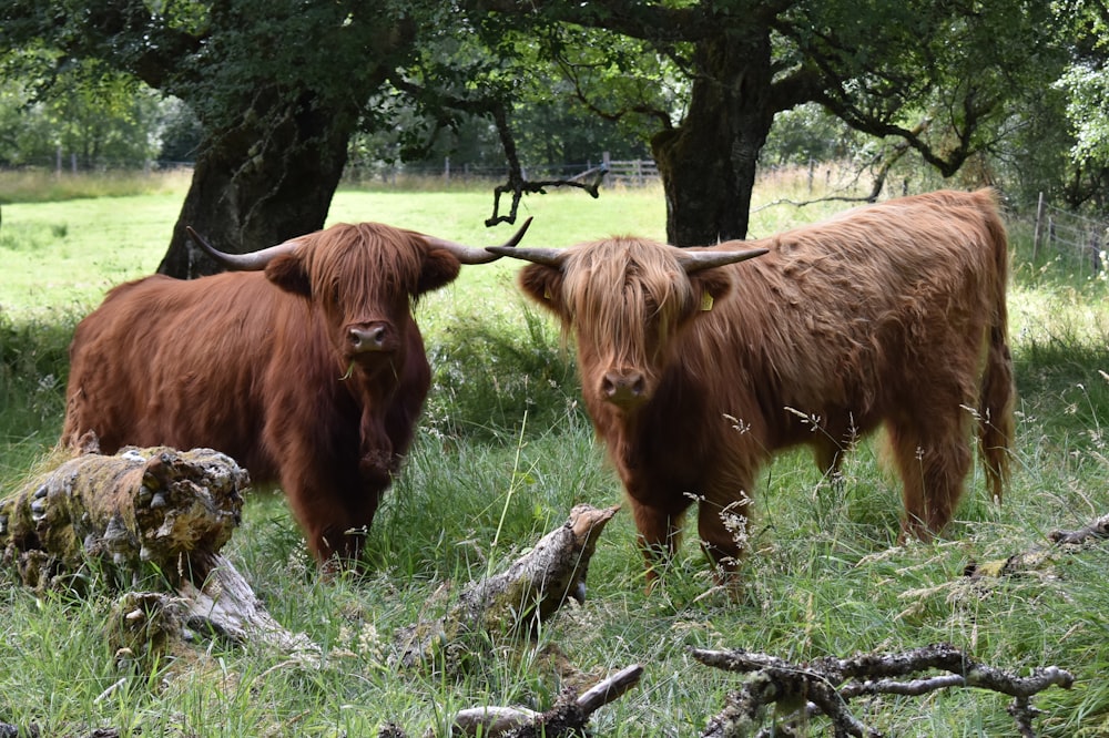 two brown yaks