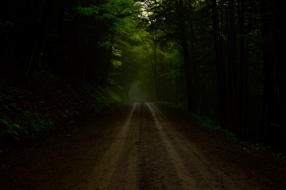 brown path surrounded with trees and grass