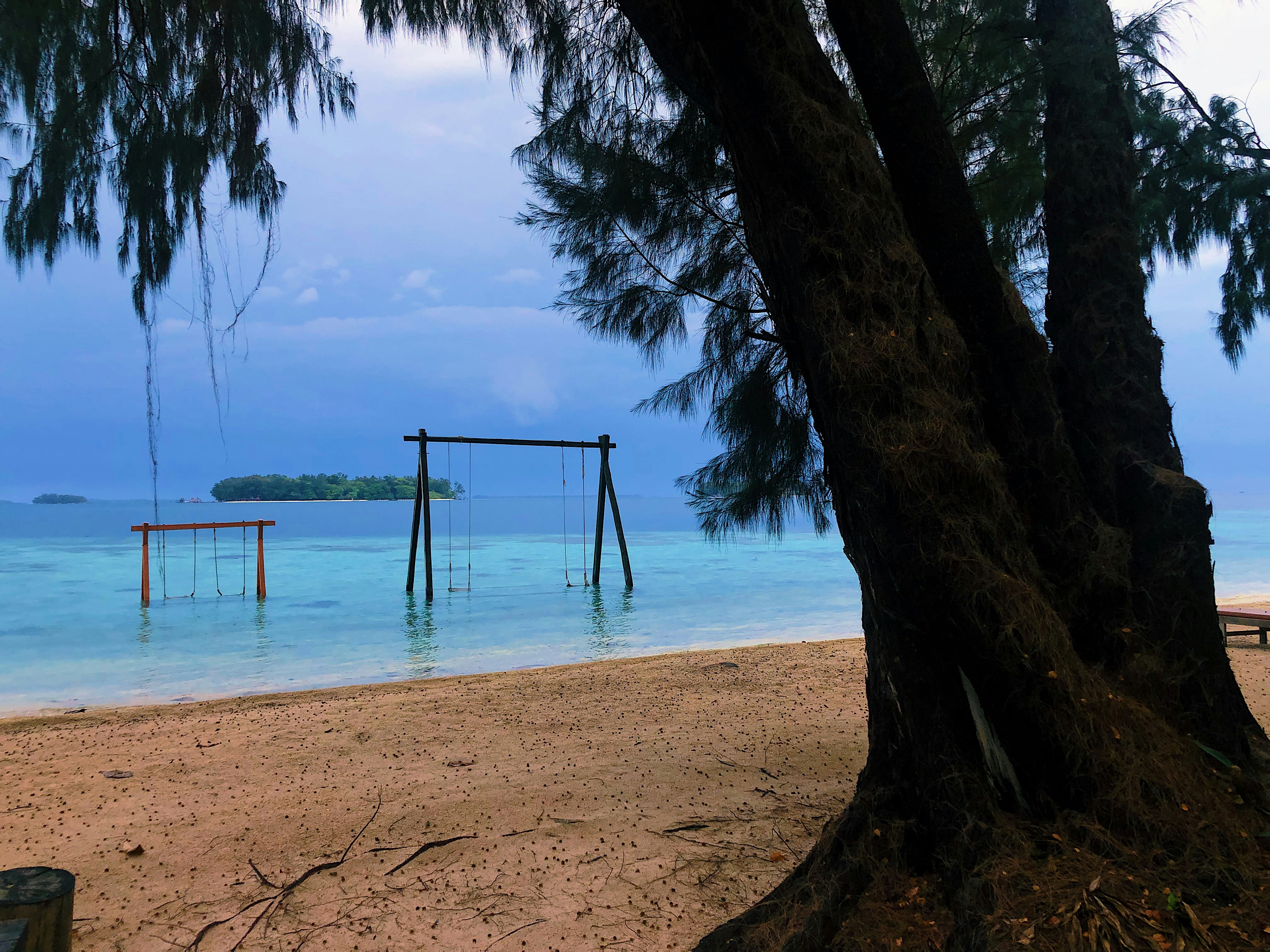pine tree seashore