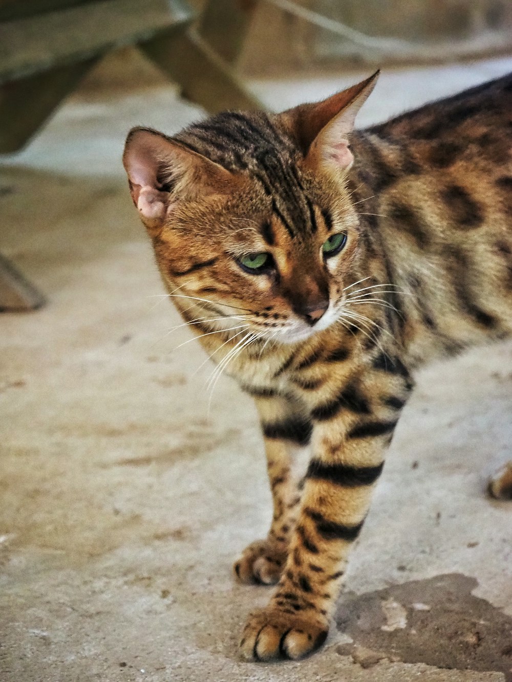 black and yellow coated cat