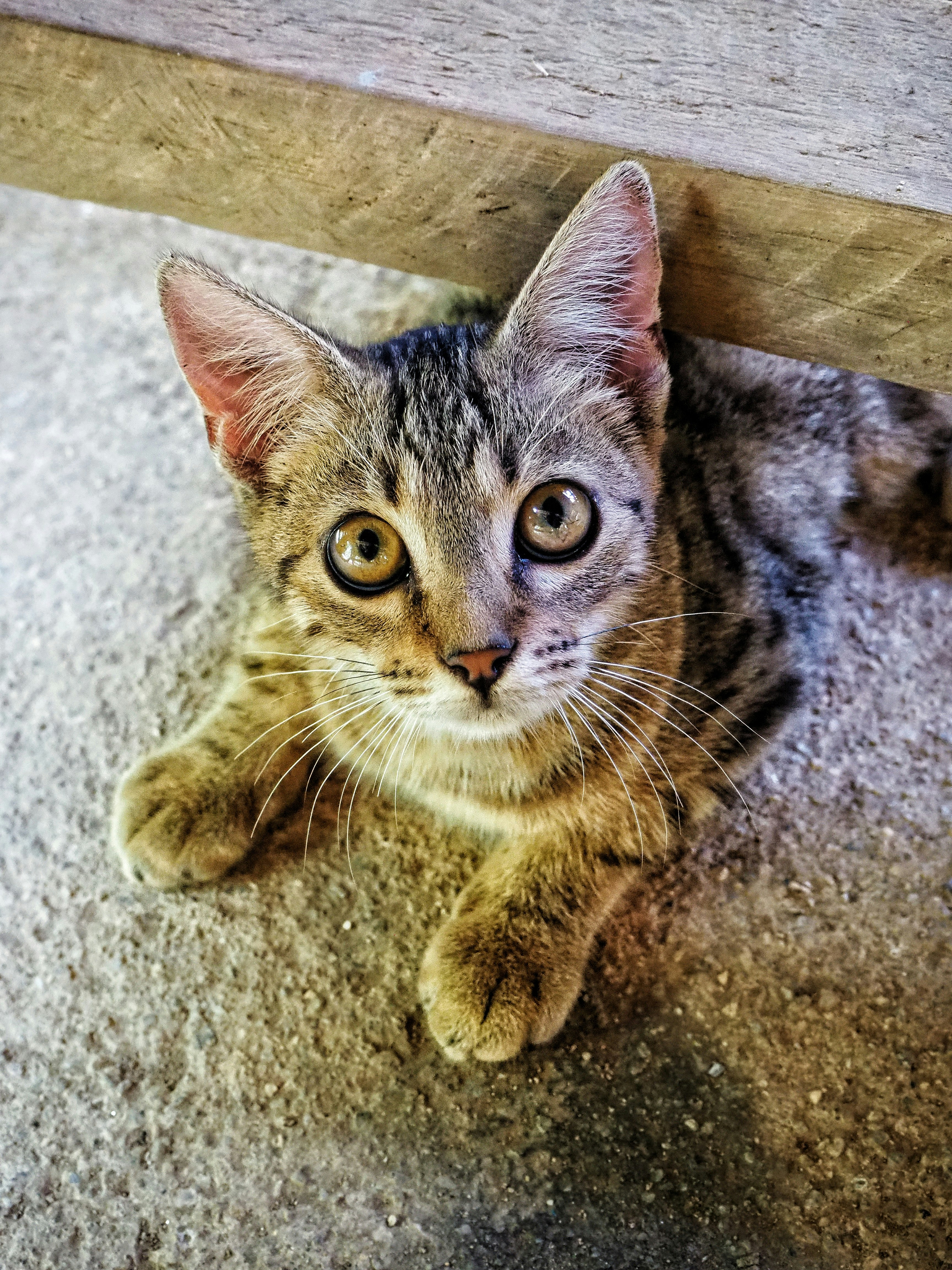 black and gray coated kitten