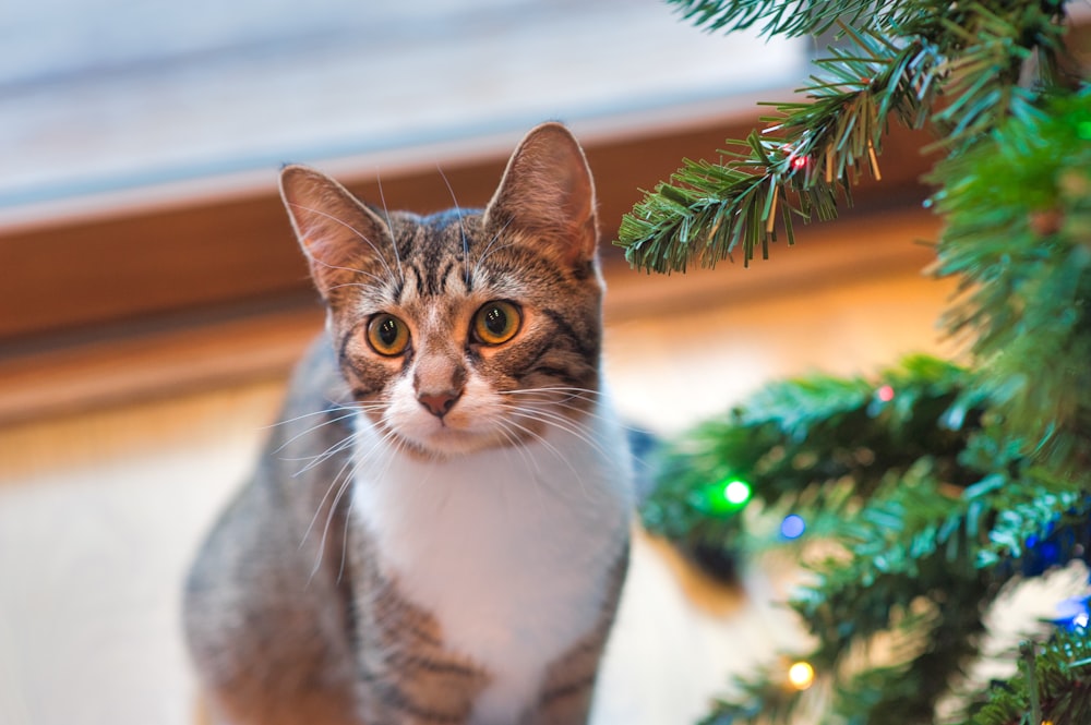 grey tabby cat