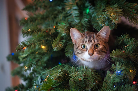 Curious Kitty in a christmas tree