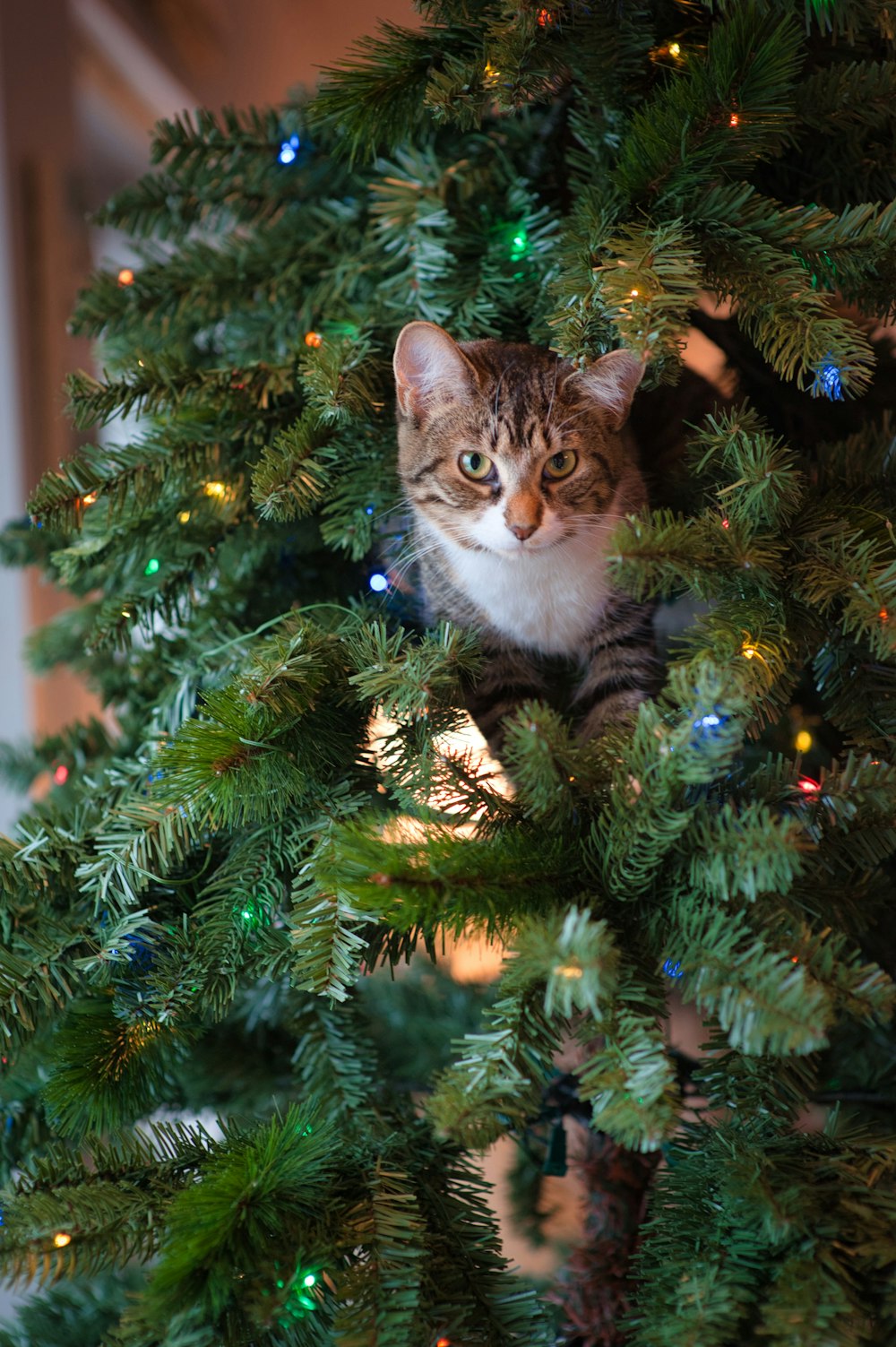 grey cat in Christmas tree