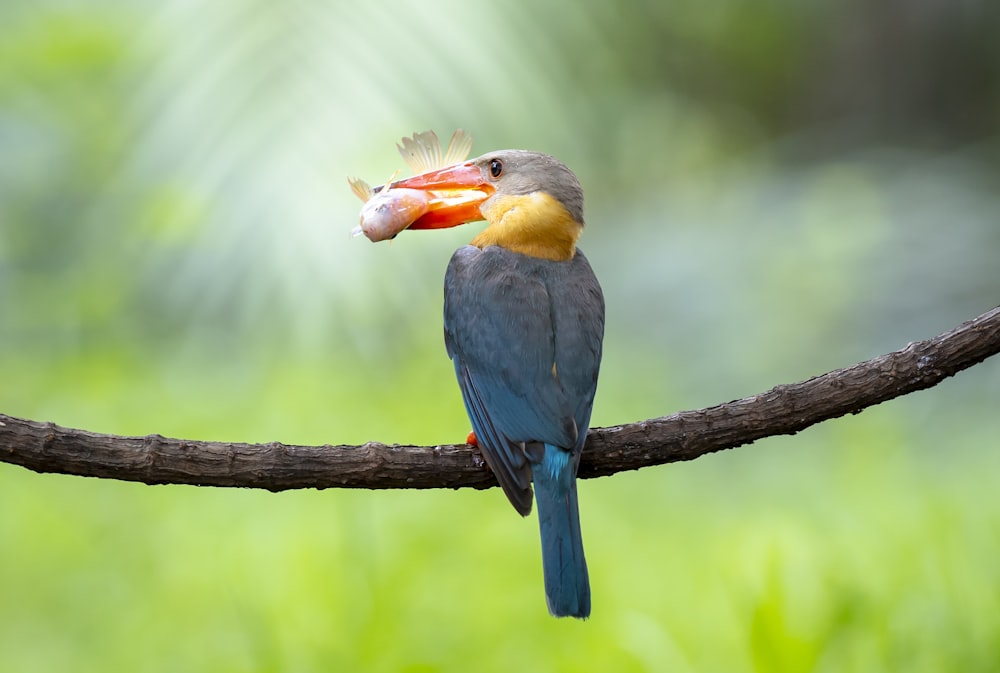 blue and gray bird standing on brown branch