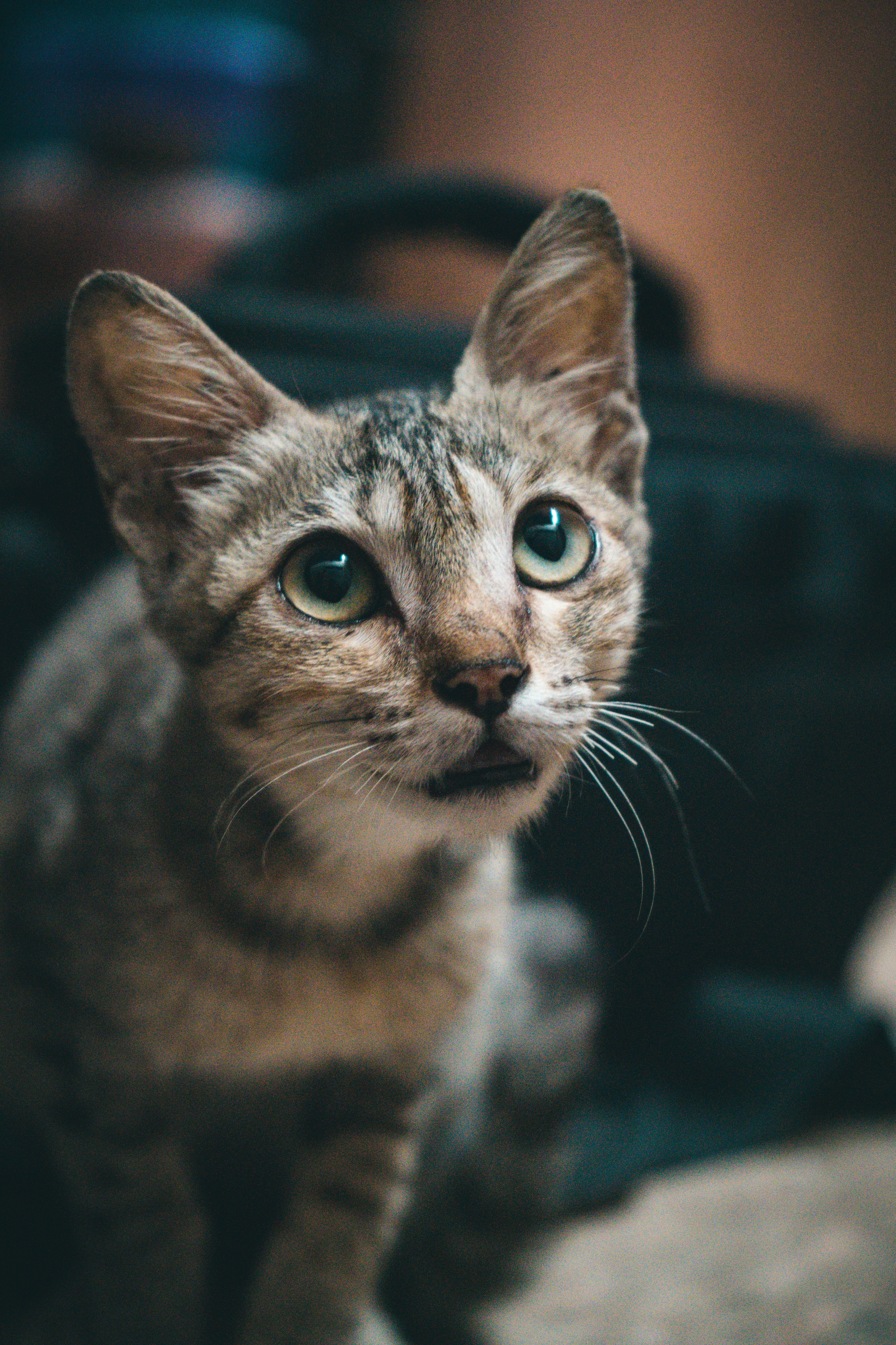 gray and brown coated cat photo Free Cat Image on Unsplash