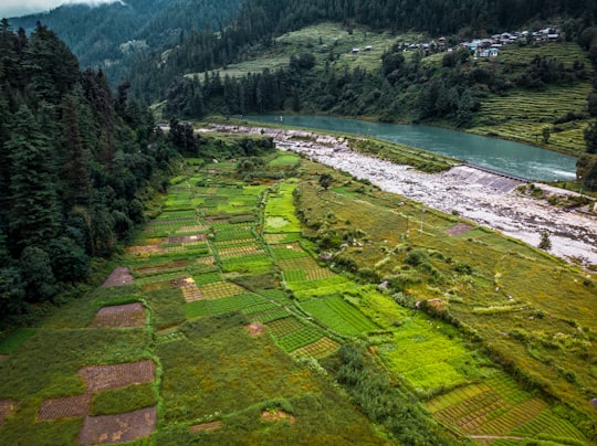 green rice field in Barot India