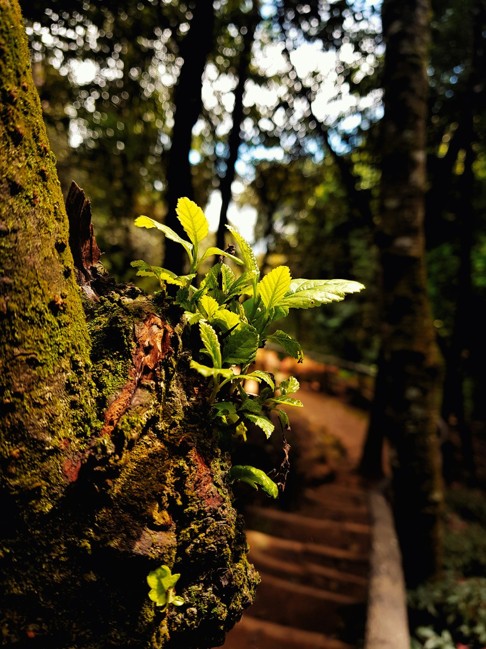 green leaf plants