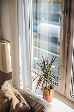 A cozy indoor setting featuring a sunlit window with white curtains partially drawn to the side. A potted plant with long, slender leaves sits on the window sill, casting shadows on the white surface. A soft beige and brown cushion rests on a light-colored sofa or chair nearby, adding to the warm and inviting atmosphere.