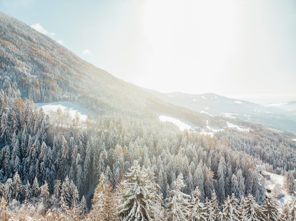 green pine tree mountain slope