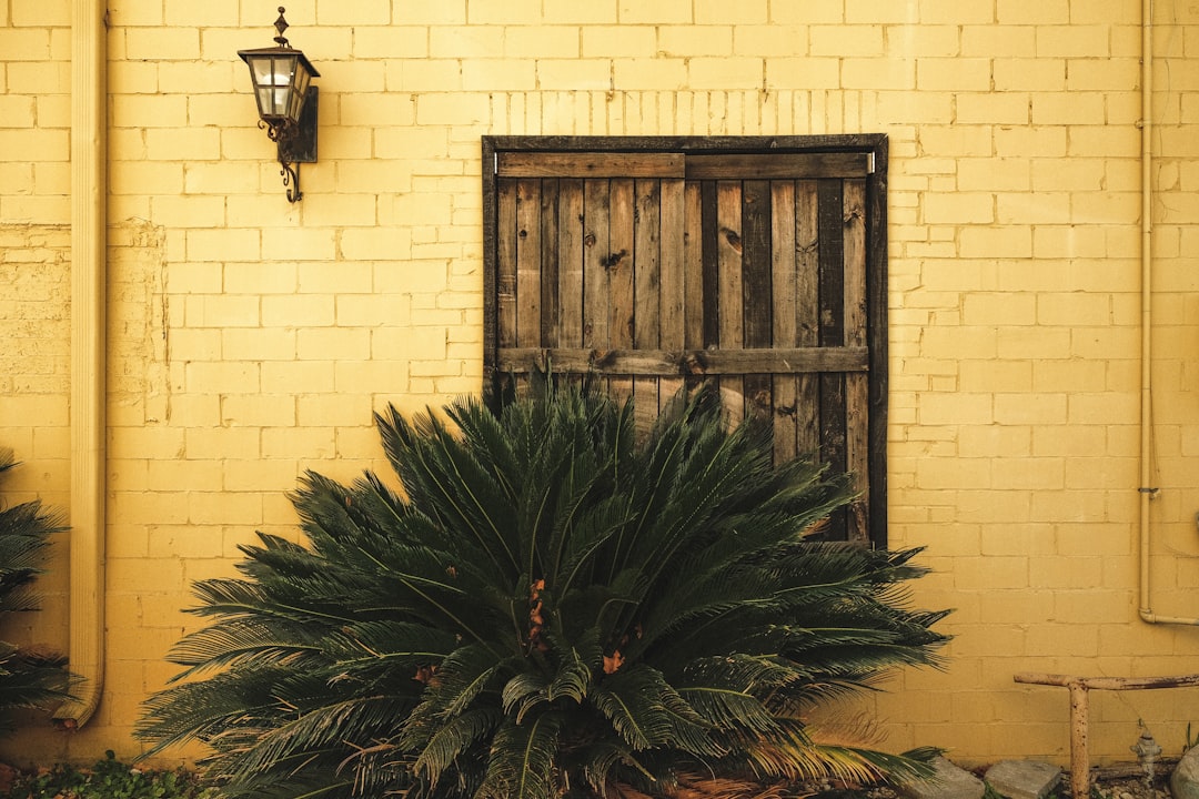 green pine tree beside brown wooden door