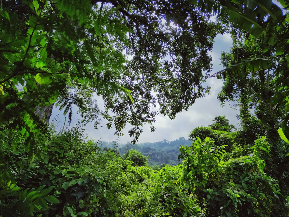 green plants