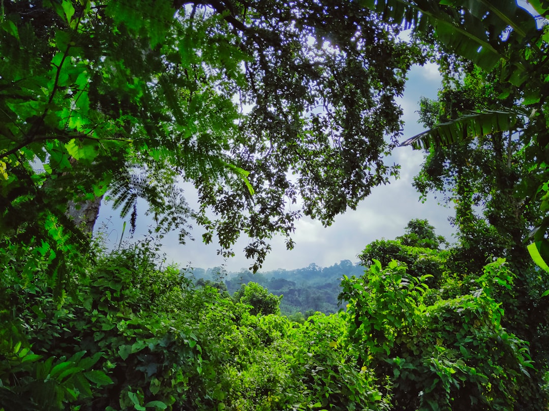 Jungle photo spot Harbatali India