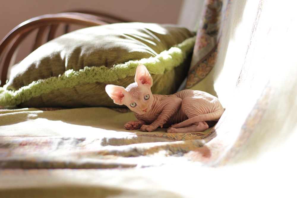 beige Sphynx kitten