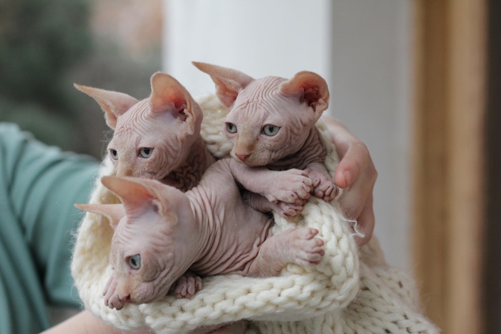 three Sphinx kitten on white knitted pouch