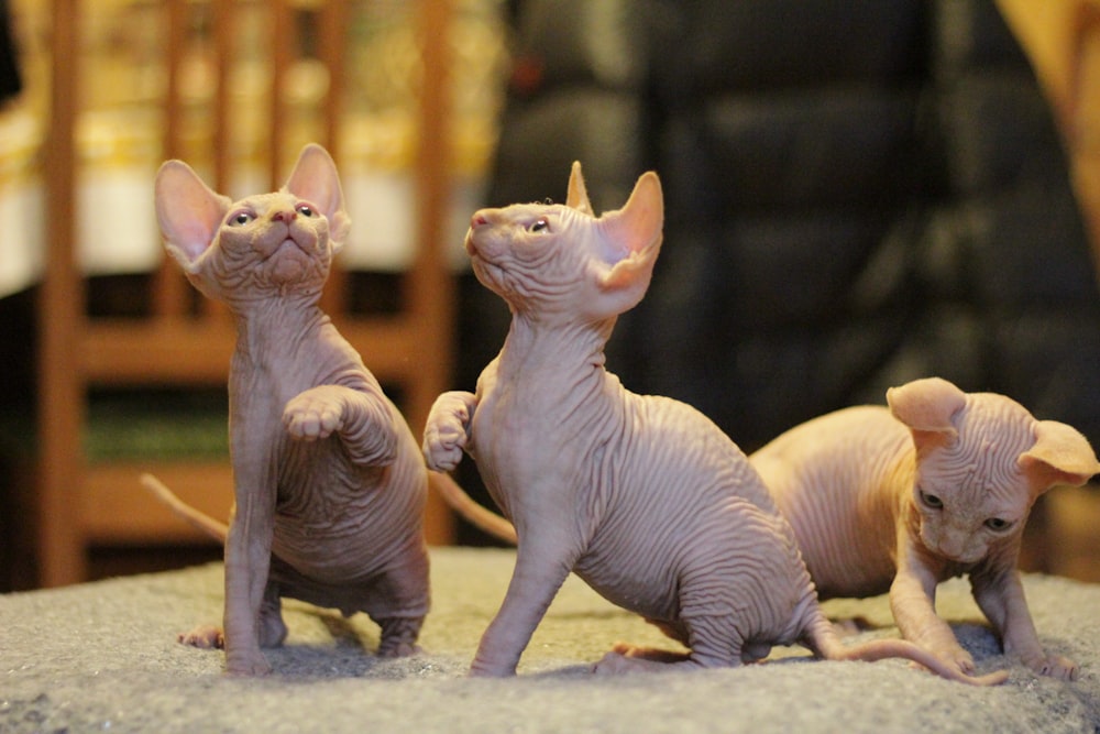 Sphynx cat