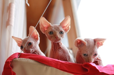 three beige Sphinx cats
